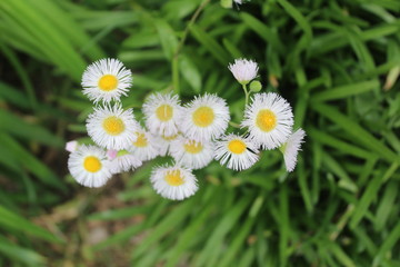 white daisies in the grass