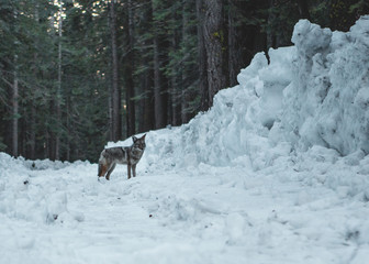 Naklejka premium Snowy Visitor