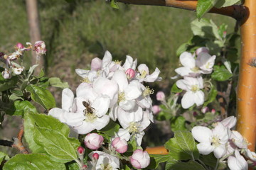 Obraz na płótnie Canvas apple trees in bloom 
