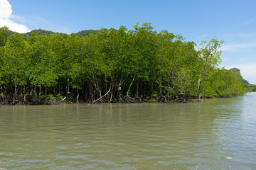 mangrove in Phang Nga Bay,Thailand