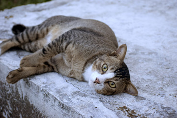 The cat sleeps on the cement floor.