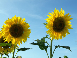 bella flor y un aceite comestible