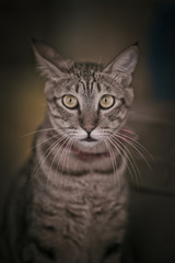 Adorable Cat With Clumsy Facial Expression