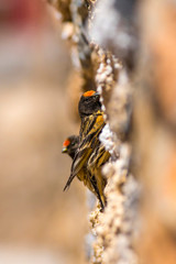 Cute bird. Red fronted Serin. Colorful nature background.