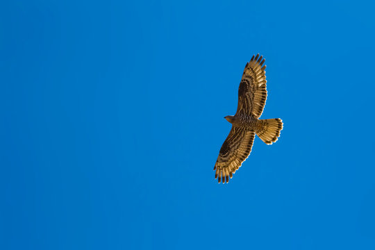 Bird of prey. Flying bird. European Honey Buzzard. Pernis apivorus. Nature background.
