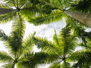Fototapeta premium palm trees viewed from below
