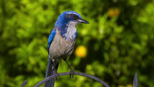 Scrub Blue Jay Slow Motion 300fps