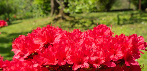 Red azalea in full bloom in spring