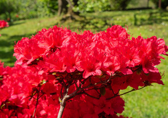 Red azalea in full bloom in spring