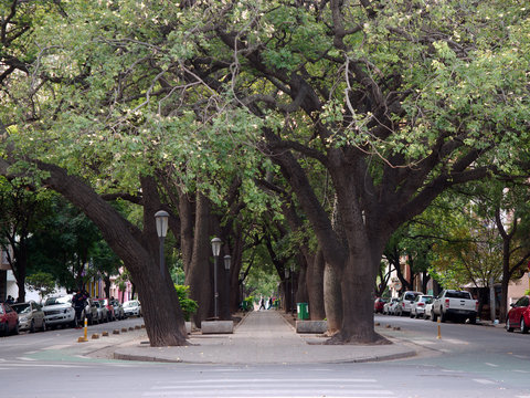 View of Chacabuco Blvd, in the Nueva Cordoba district, characterized by its median full of palo borracho (Chorisia) trees, Cordoba City, Cordoba, Argentina.