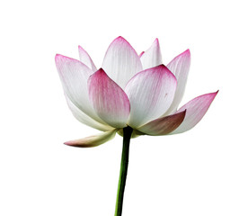                white blooming lotus flower isolated