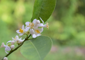 White lemon flower Green background, natural light