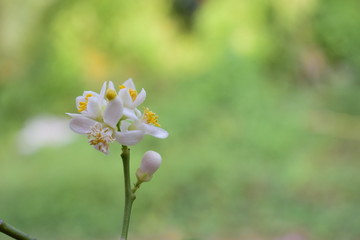 White lemon flower Green background, natural light