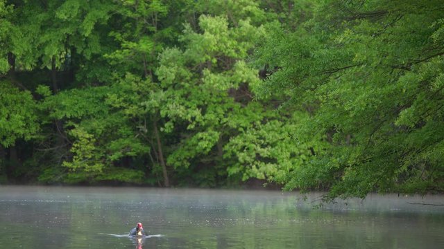 Peaceful Lake in the Morning with ducks swimming on the lake