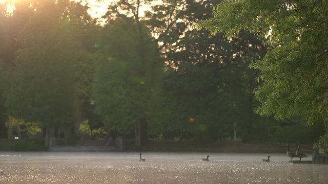 Peaceful Lake in the Morning with ducks swimming on the lake