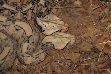 A couple of Gaboon Viper in Love 