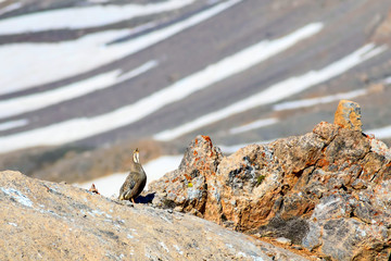Rare partridge. Mountain background. Bird: Caspian Snowcock. Tetraogallus caspius. Nigde Aladaglar...
