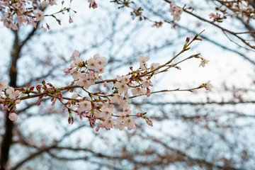 Cherry blossom in spring for background or copy space for text