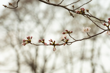 Cherry blossom in spring for background or copy space for text