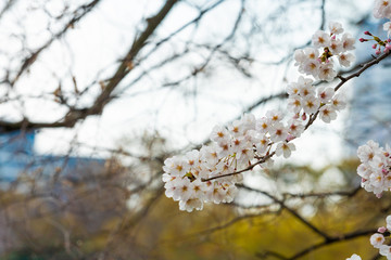 Cherry blossom in spring for background or copy space for text