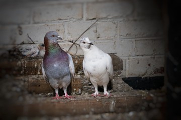 A pair of pigeons acting surprised like hell