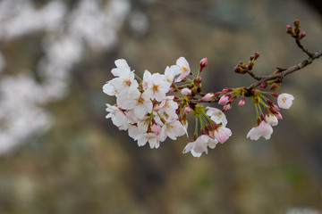 Cherry blossom in spring for background or copy space for text