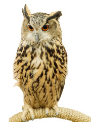 A big owl scratches on a branch isolate on white background and make with clipping paths.