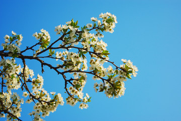 Blooming cherry branch against the blue sky