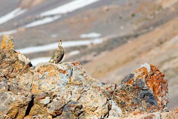 Rare partridge. Mountain background. Bird: Caspian Snowcock. Tetraogallus caspius. Nigde Aladaglar Demirkazik Mountain. Turkey.