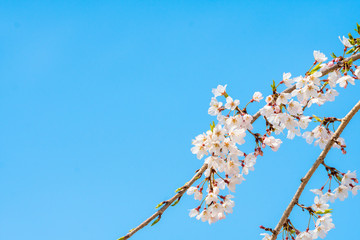 Cherry blossom in spring for background or copy space for text