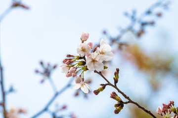 Cherry blossom in spring for background or copy space for text
