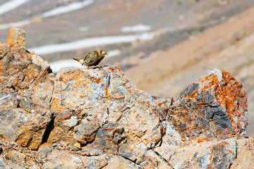 Rare partridge. Mountain background. Bird: Caspian Snowcock. Tetraogallus caspius. Nigde Aladaglar...