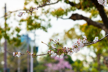 Cherry blossom in spring for background or copy space for text