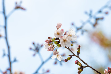 Cherry blossom in spring for background or copy space for text