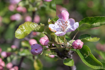 Spring profuse flowering fruit garden in the Park.