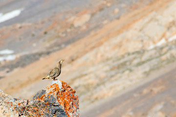 Rare partridge. Mountain background. Bird: Caspian Snowcock. Tetraogallus caspius. Nigde Aladaglar...