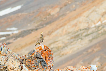 Rare partridge. Mountain background. Bird: Caspian Snowcock. Tetraogallus caspius. Nigde Aladaglar...
