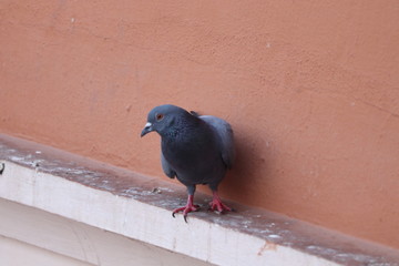 pigeon in the park