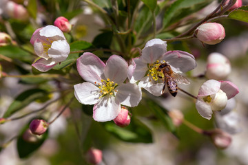 Spring profuse flowering fruit garden in the Park.