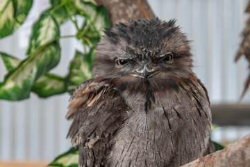 Tawny Frogmouth