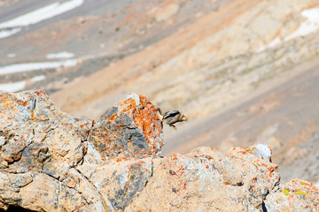 Rare partridge. Mountain background. Bird: Caspian Snowcock. Tetraogallus caspius. Nigde Aladaglar Demirkazik Mountain. Turkey.