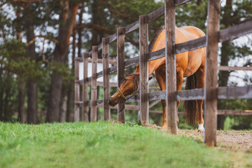 portrait of horse looking out from fence in spring