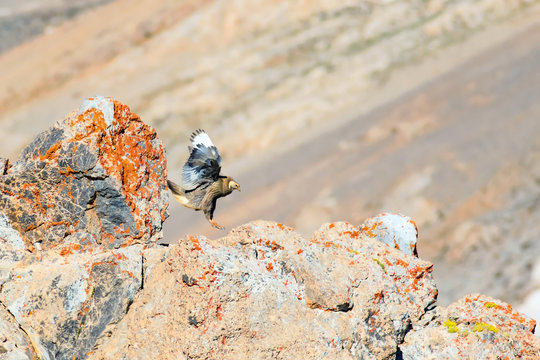 Rare partridge. Mountain background. Bird: Caspian Snowcock. Tetraogallus caspius. Nigde Aladaglar Demirkazik Mountain. Turkey.