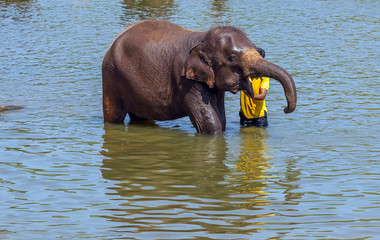 Fototapeta na wymiar Baby elephant Asia water of jungle