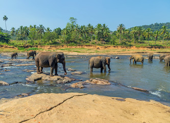 elephant in river outdoor leisure