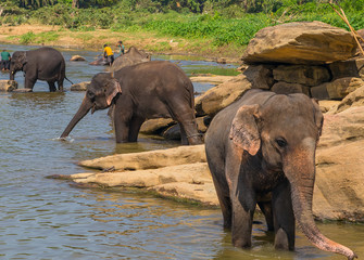 family Asia Elephant bath in river Ceylon, Pinnawala