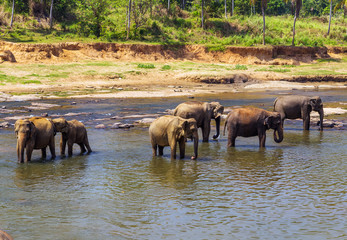 Fototapeta na wymiar Elephants family Asia water of jungle