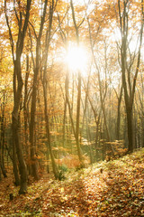 Fototapeta na wymiar Autumn forest wallpaper.