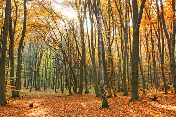 Autumn forest wallpaper.