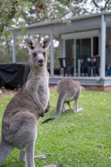 Kangaroos outside Australian Holiday Home 
